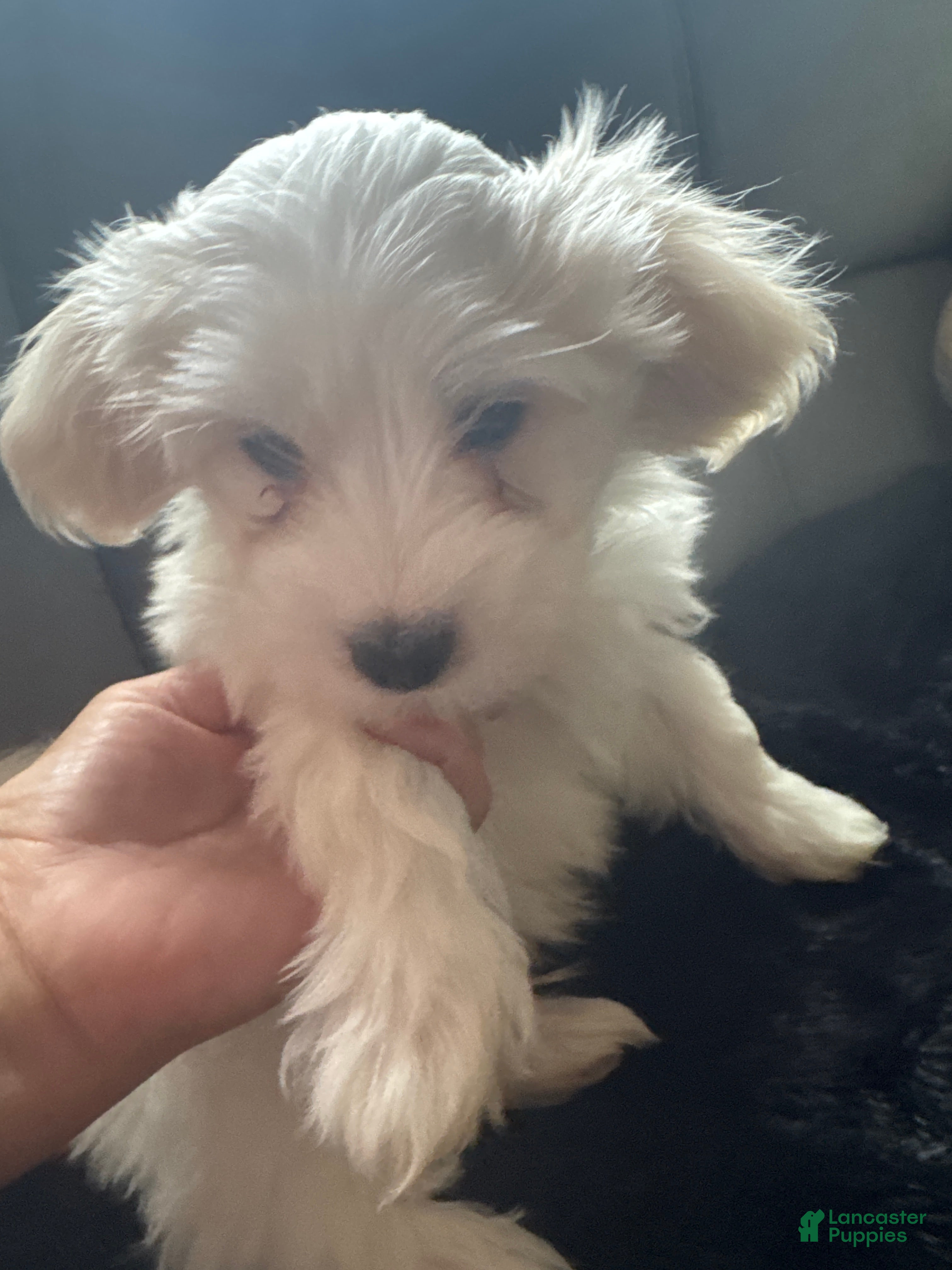 Coton De Tulear dogs Coton De Tulear 1 - Ad 26