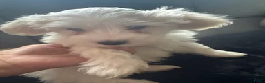 Coton De Tulear 1