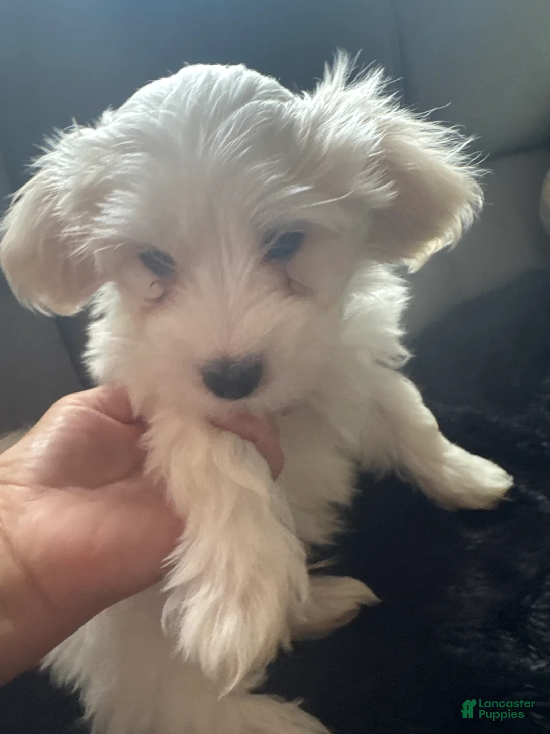 Coton De Tulear dogs for sale: Coton De Tulear 1 - Ad 1