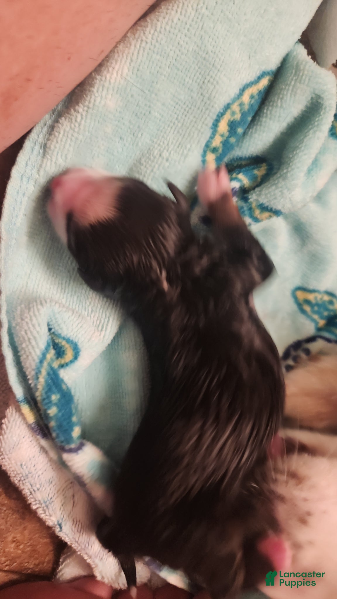 Miniature Australian Shepherd dogs Miniature Australian Shepherd Puppy 7 - Ad 12