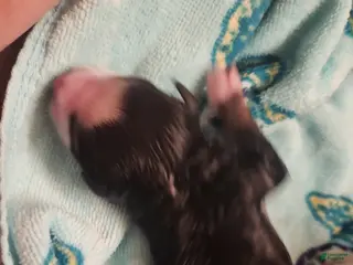 Miniature Australian Shepherd dogs Miniature Australian Shepherd Puppy 7 - Ad 36