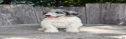 Standard Poodle dogs for sale: Fern AKC Standard Poodle - Ad 7