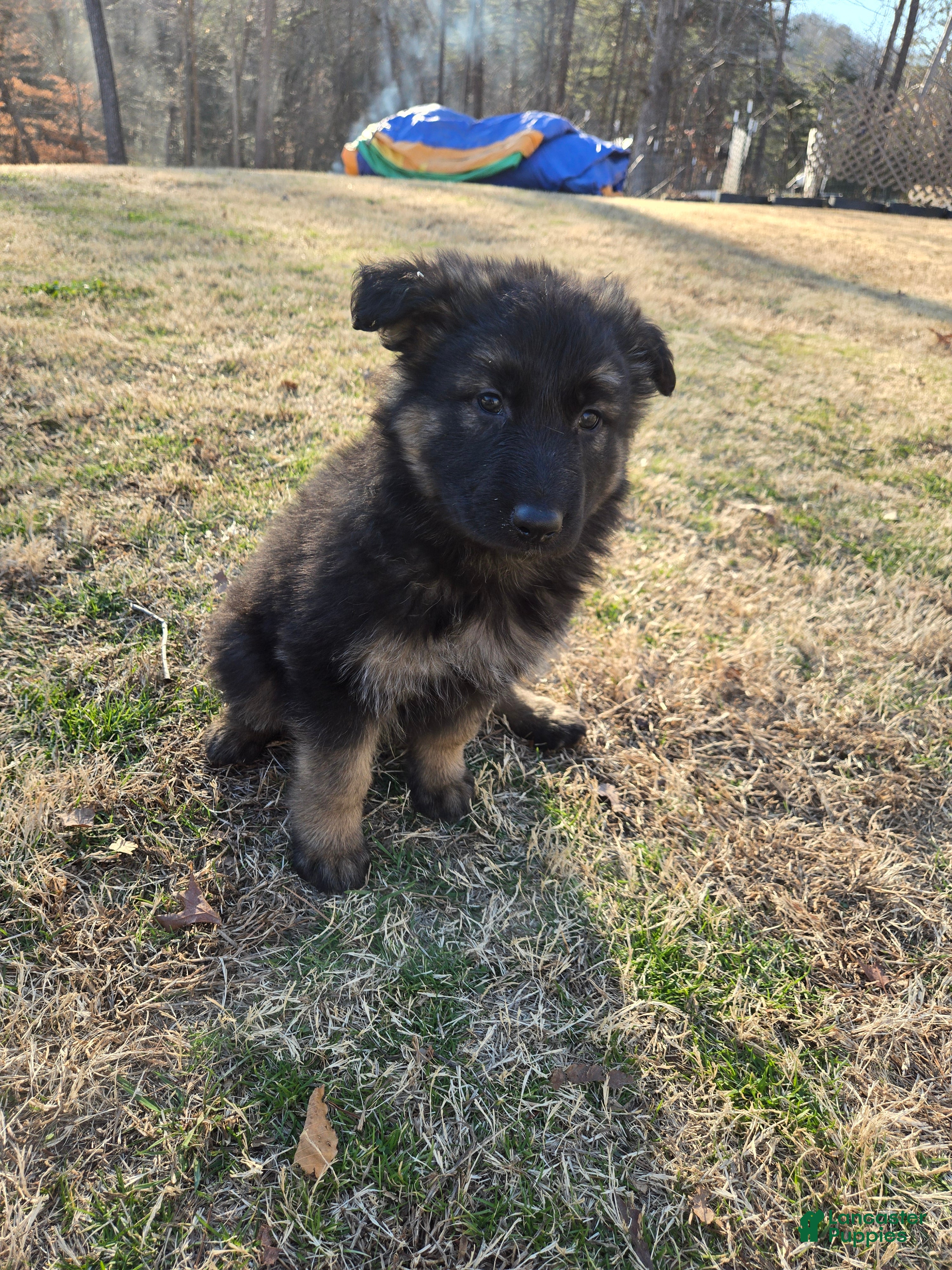 German Shepherd dogs German Shepherd Puppy 6 - Ad 36