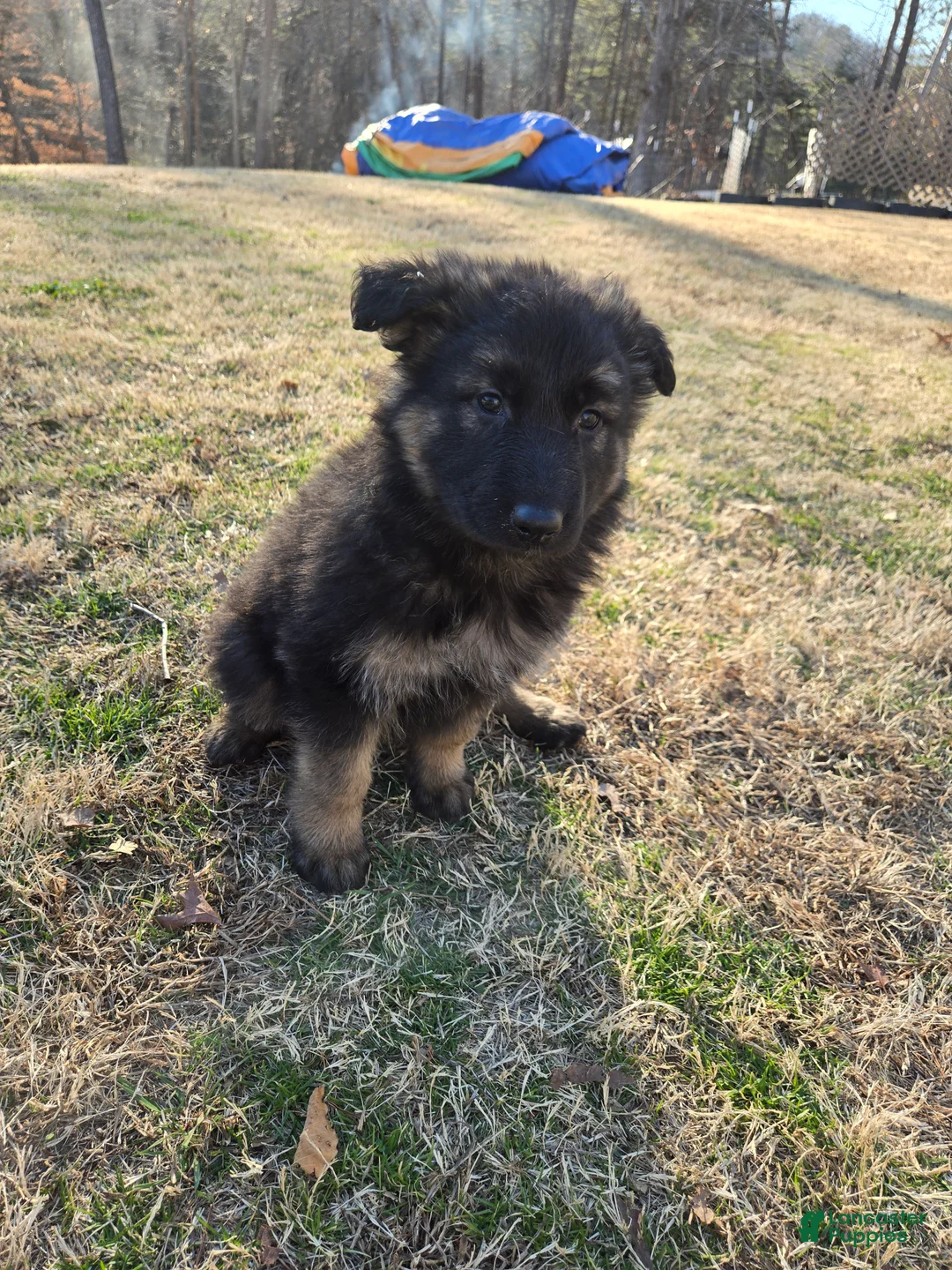 German Shepherd dogs for sale: German Shepherd Puppy 6 - Ad 1