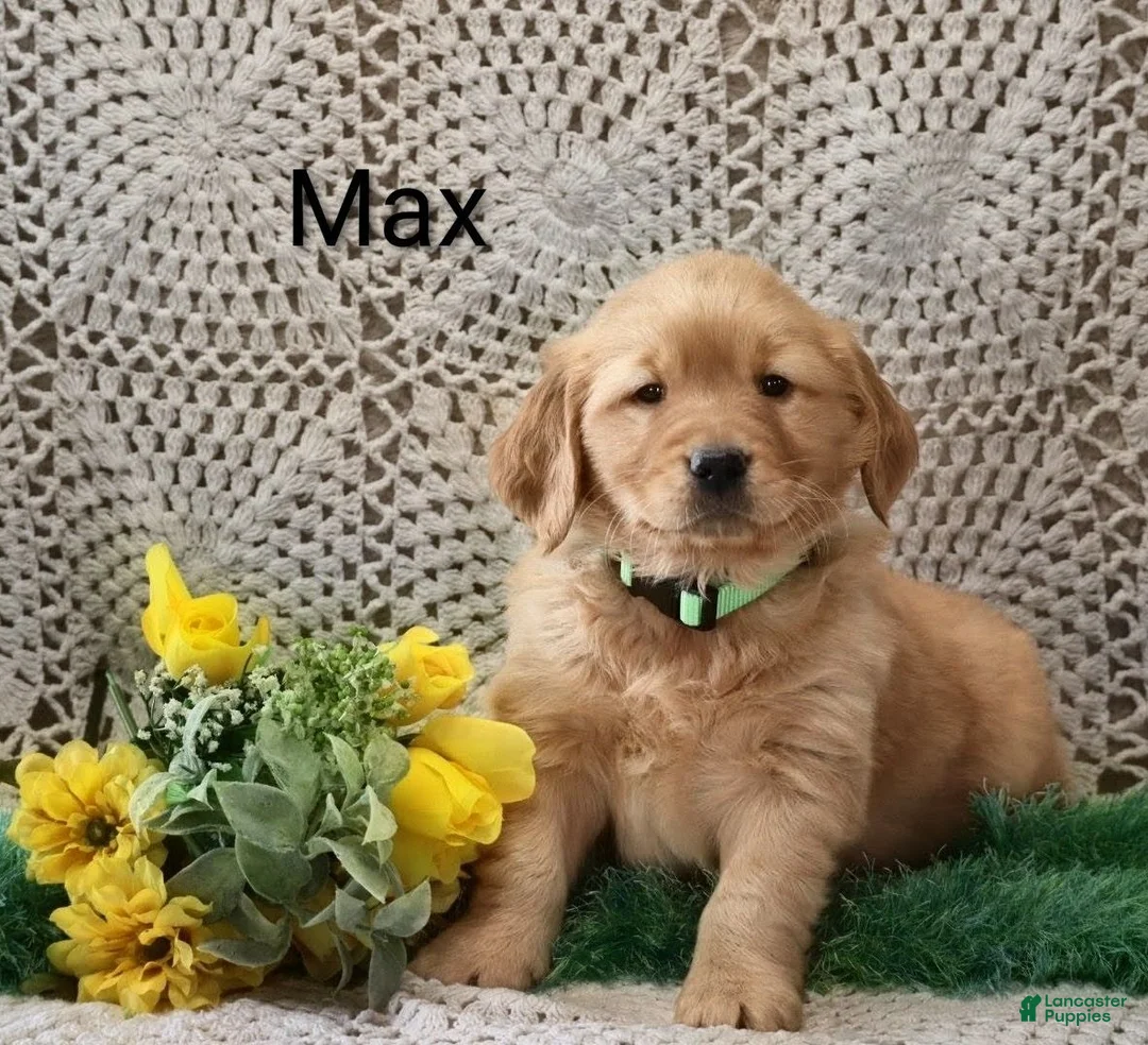 Golden Retriever dogs for sale: Max - Ad 1
