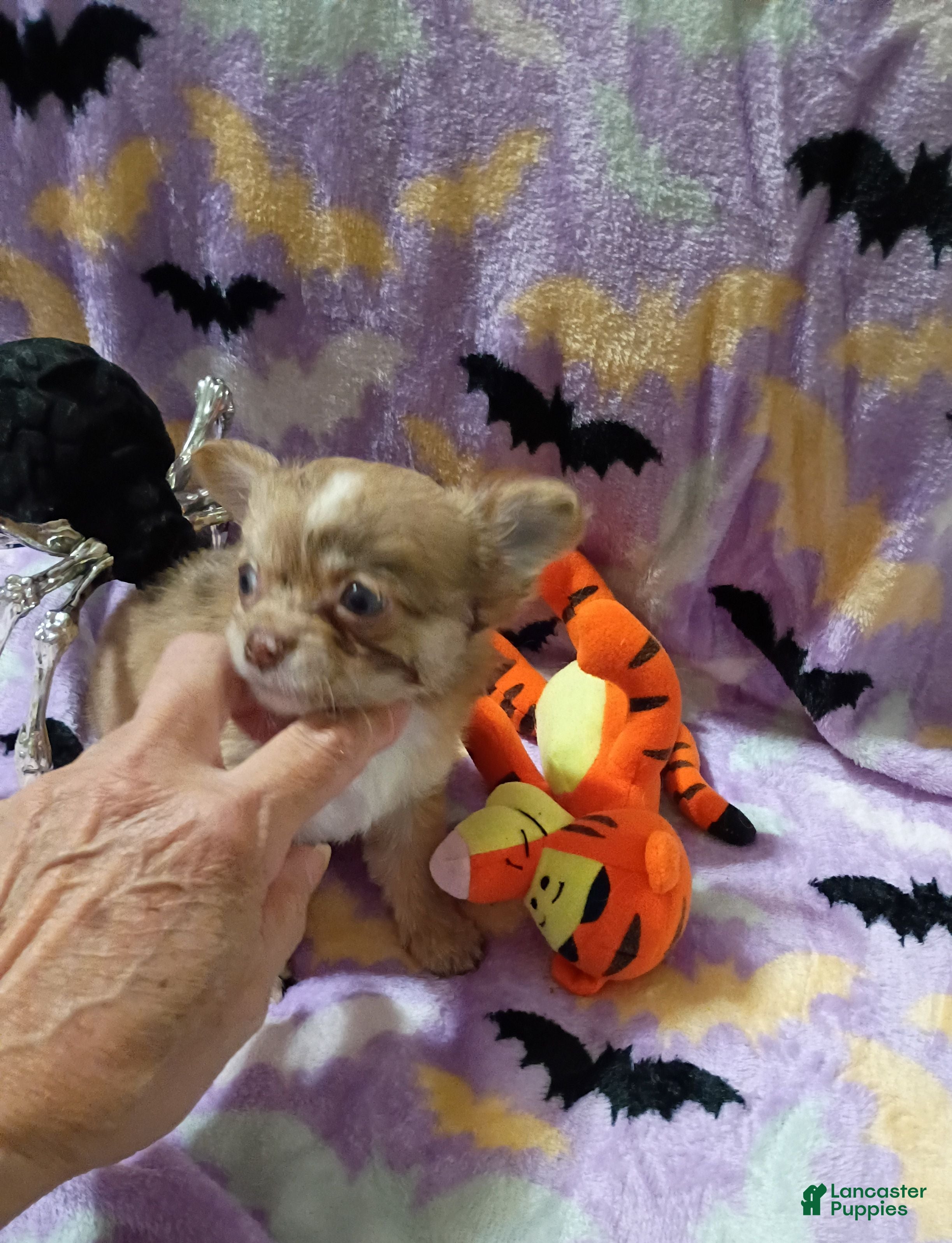 Chihuahua dogs for sale: Little Joe - Ad 3