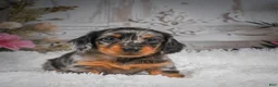 Miniature Dachshund dogs for sale: AKC-Hero - Ad 5