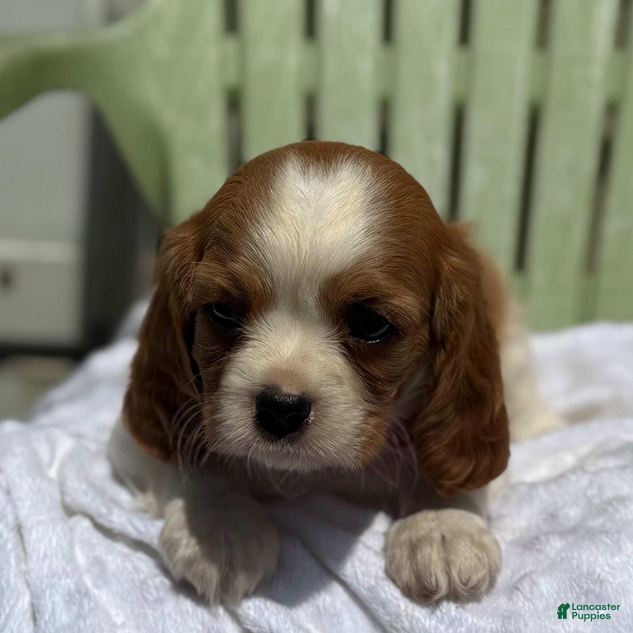 Cavalier King Charles Spaniel dogs Cavalier King Charles Spaniel 4 - Ad 1
