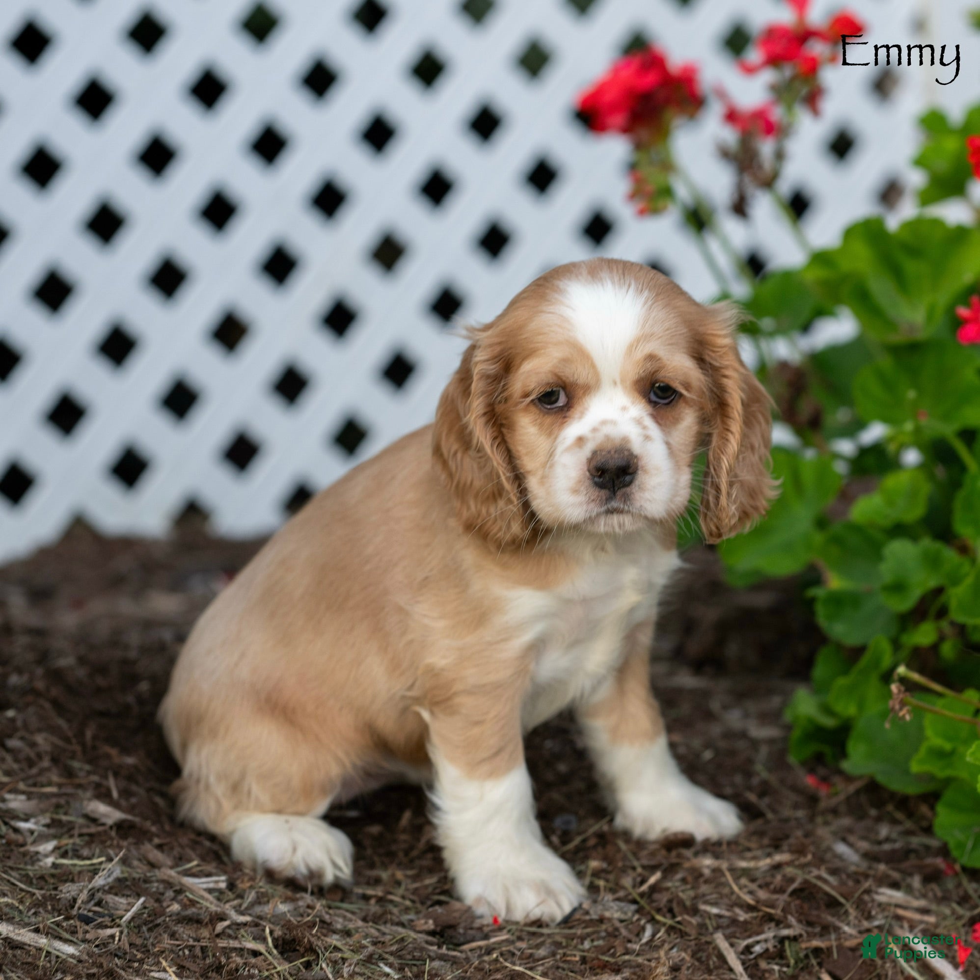 Cocker Spaniel dogs Emmy - Ad 1