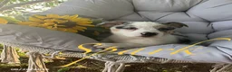 Welsh Corgi Pembroke dogs for sale: Spark - Ad 3