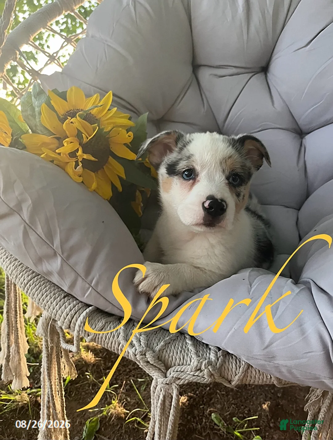 Welsh Corgi Pembroke dogs for sale: Spark - Ad 3