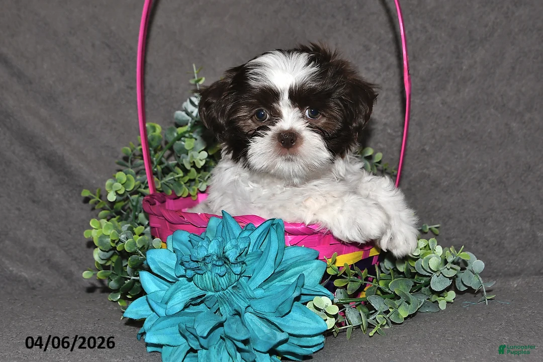 Shih Tzu dogs for sale: Josephine - Ad 2