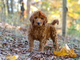 Goldendoodle dogs - Ad 37