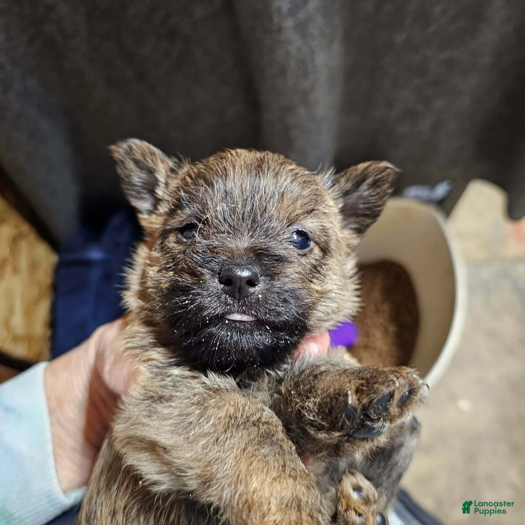 Cairn Terrier dogs for sale: Boy 2 - Ad 1
