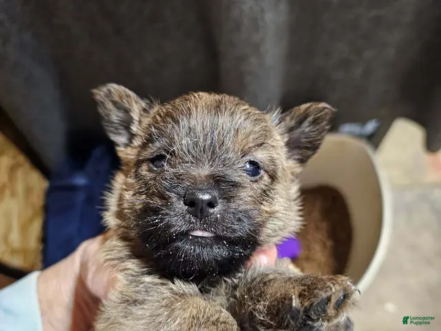 Cairn Terrier dogs for sale: Boy 2 - Ad 31