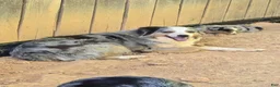 Australian Shepherd dogs for sale: Australian Shepherd Puppy 1 - Ad 2
