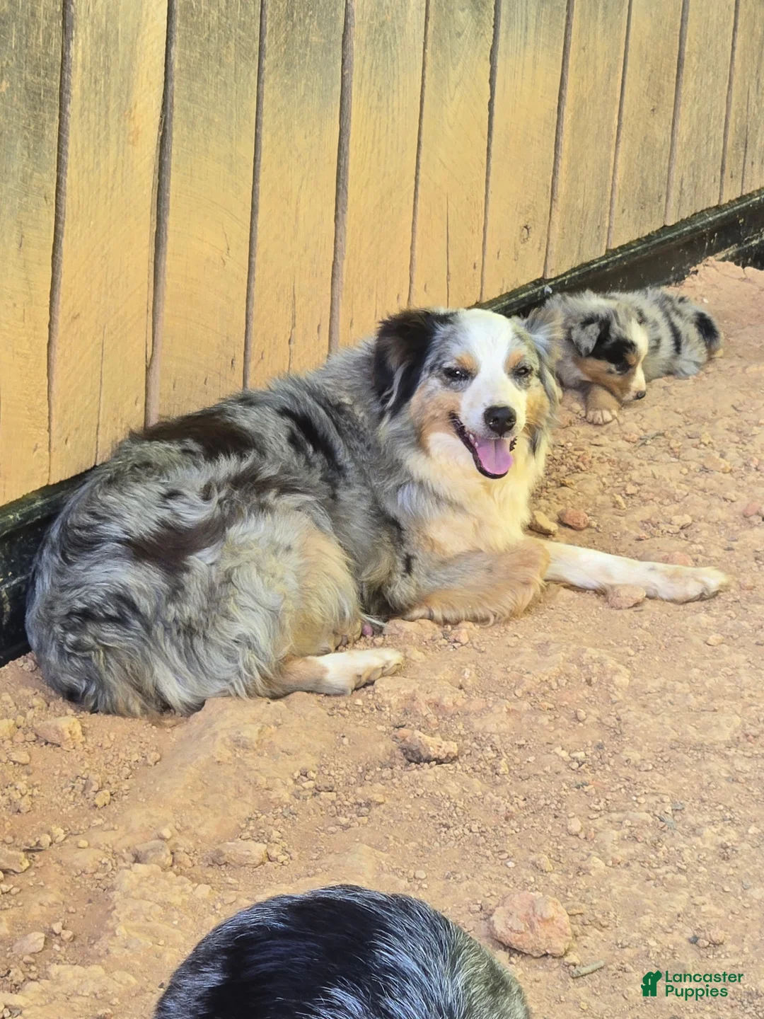 Australian Shepherd dogs for sale: Australian Shepherd Puppy 1 - Ad 2