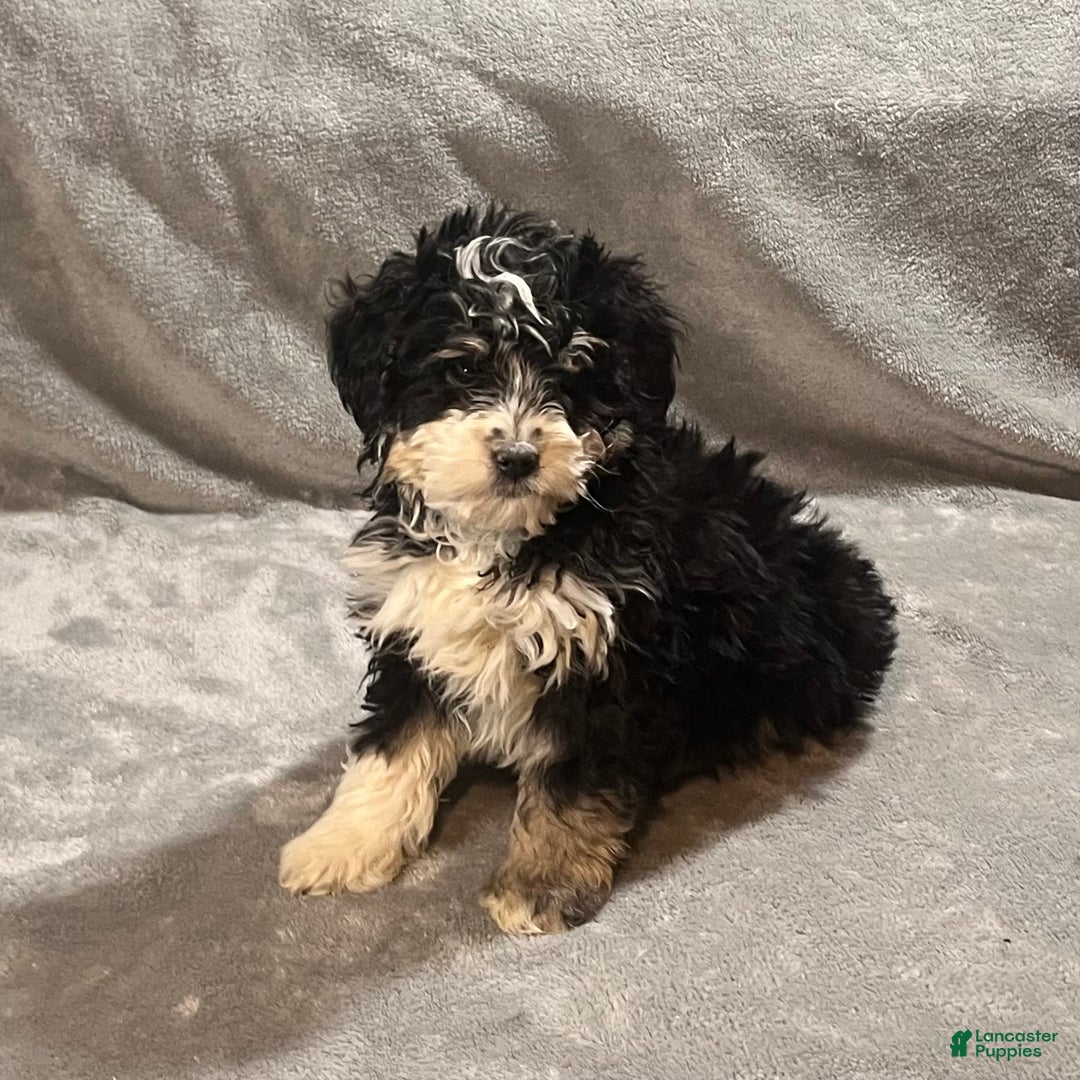 Mini Bernedoodle dogs for sale: Elliott - Ad 2