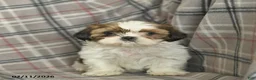 Shih Tzu dogs for sale: Victor  - Ad 5