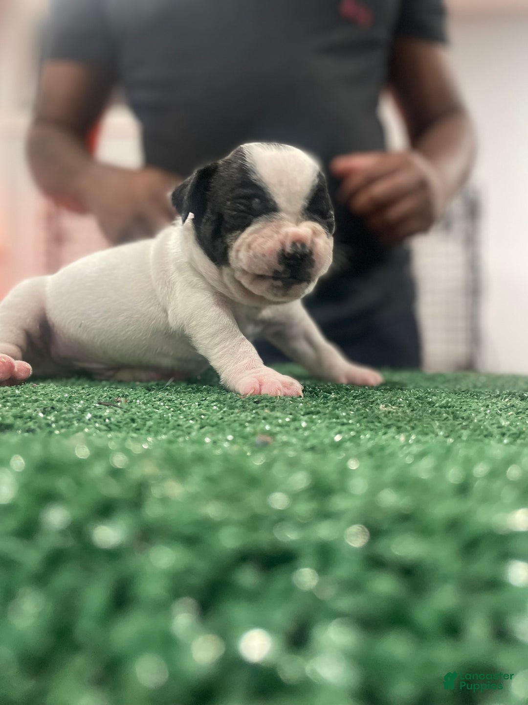 American Bully dogs for sale: American Bully Puppy 1 - Ad 9