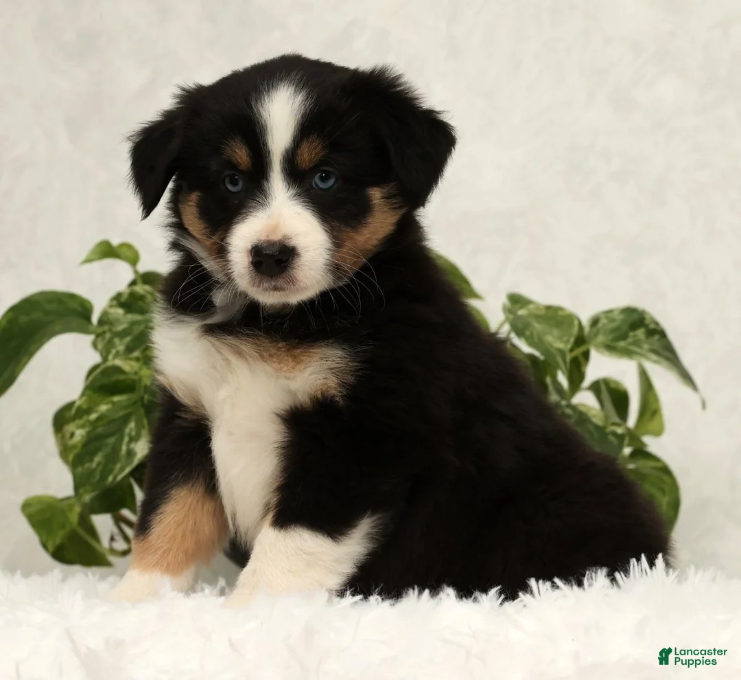 Miniature Australian Shepherd dogs for sale: Sage - Ad 3