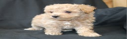 Bichpoo dogs for sale: Bandit. - Ad 6