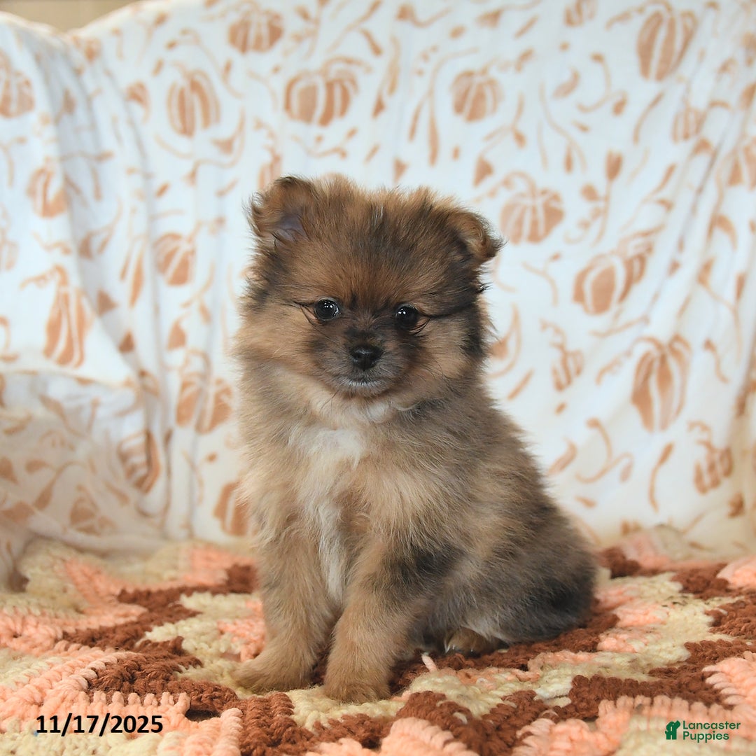 Pomeranian dogs for sale: Benji - Ad 2