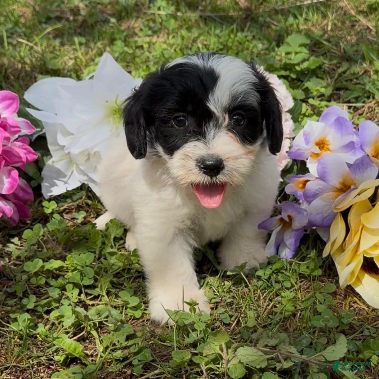 Mini Goldendoodle dogs Hazel - Ad 2