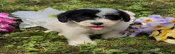 Mini Goldendoodle dogs for sale: Hazel - Ad 2