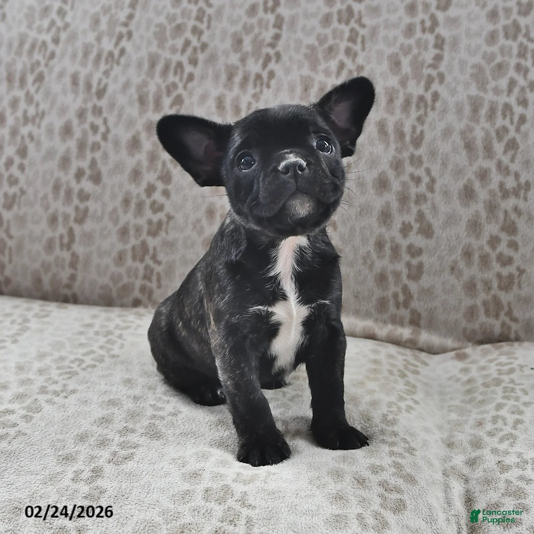 Frenchton dogs for sale: Aurora - Ad 1