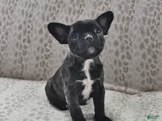 Frenchton dogs for sale: Aurora - Ad 4