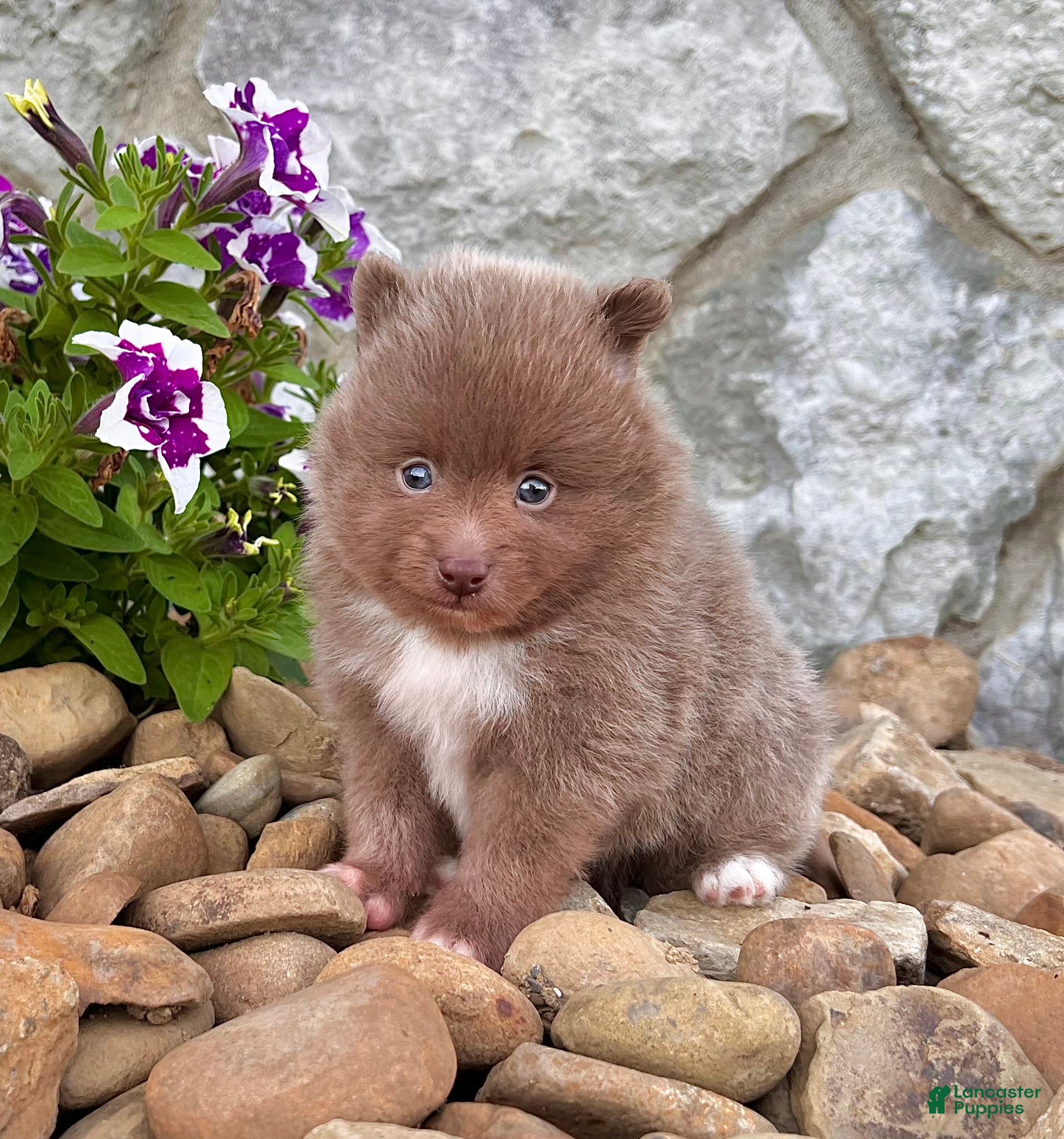 Pomeranian dogs Teddy - Ad 2