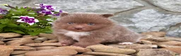 Pomeranian dogs for sale: Teddy - Ad 2