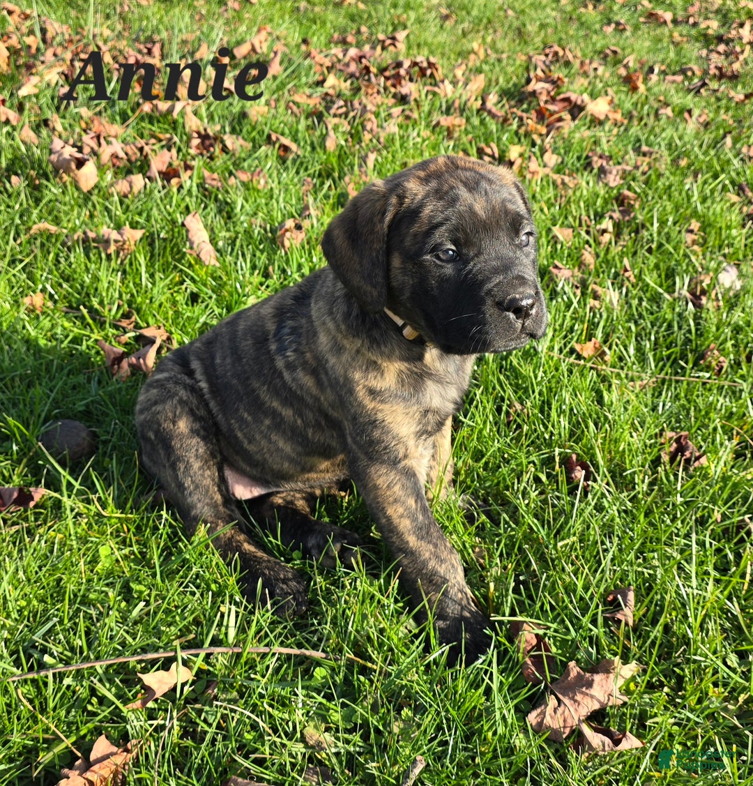 English Mastiff dogs for sale: Annie - Ad 2