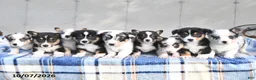 Welsh Corgi Pembroke dogs for sale: Caramel - Ad 5