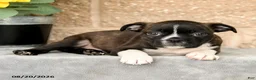 Boston Terrier dogs for sale: Morgan - Ad 3