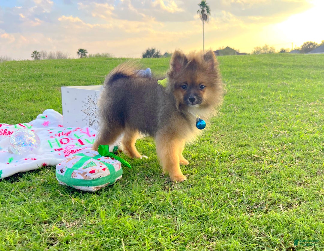 Pomeranian dogs for sale: Cinnamon  - Ad 1