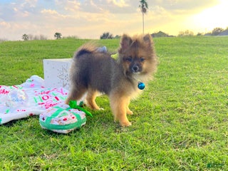 Pomeranian dogs Cinnamon - Ad 4