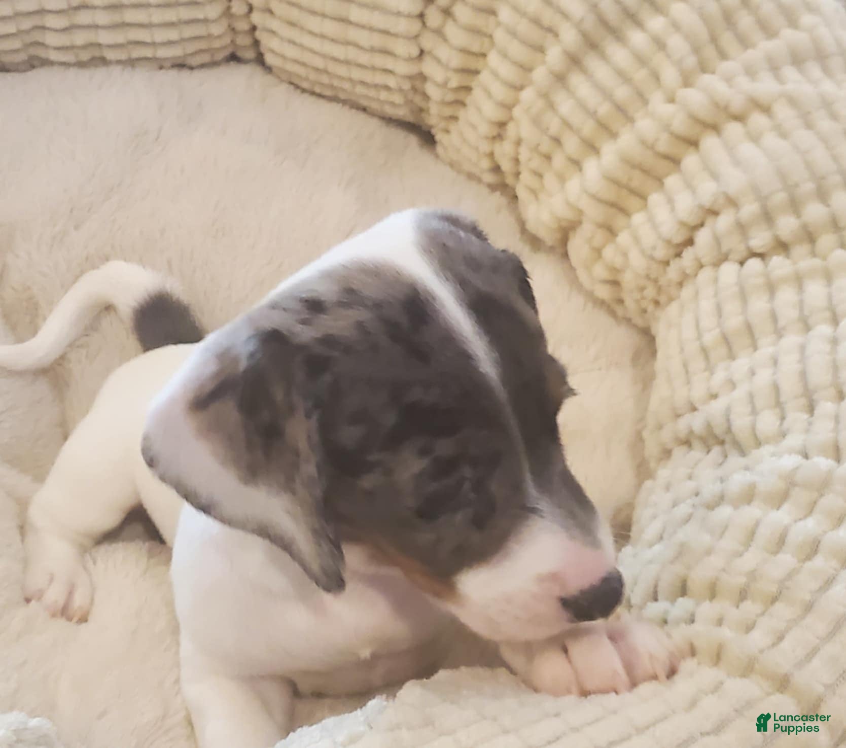 Dachshund dogs for sale: Dachshund Puppy 2 - Ad 3