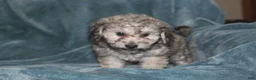 Miniature Poodle dogs for sale: Smokey - Ad 5