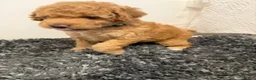 Mini Goldendoodle dogs for sale: Mini Goldendoodle 3 - Ad 12