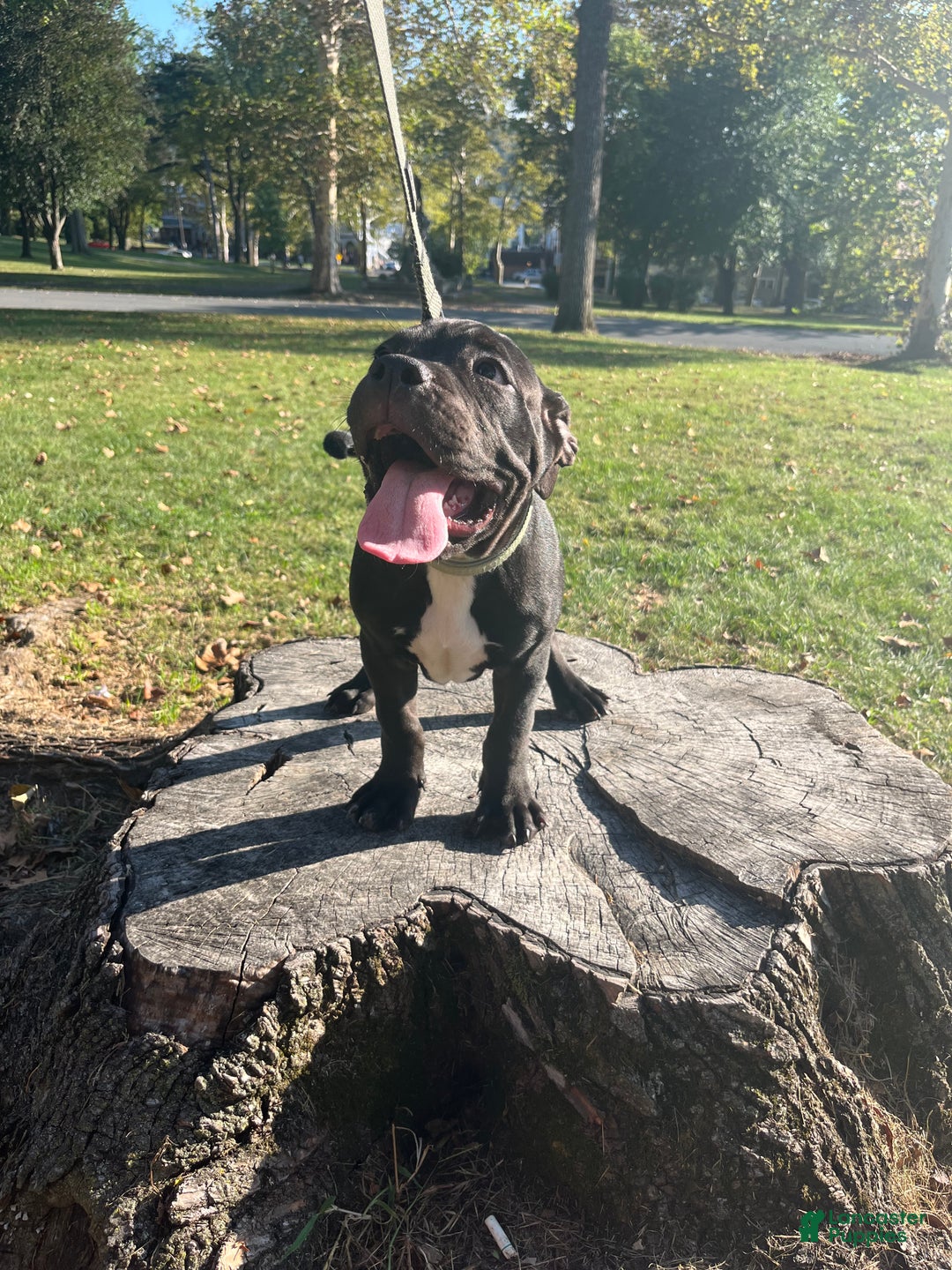 American Bully dogs for sale:  Puppy 1 - Ad 14