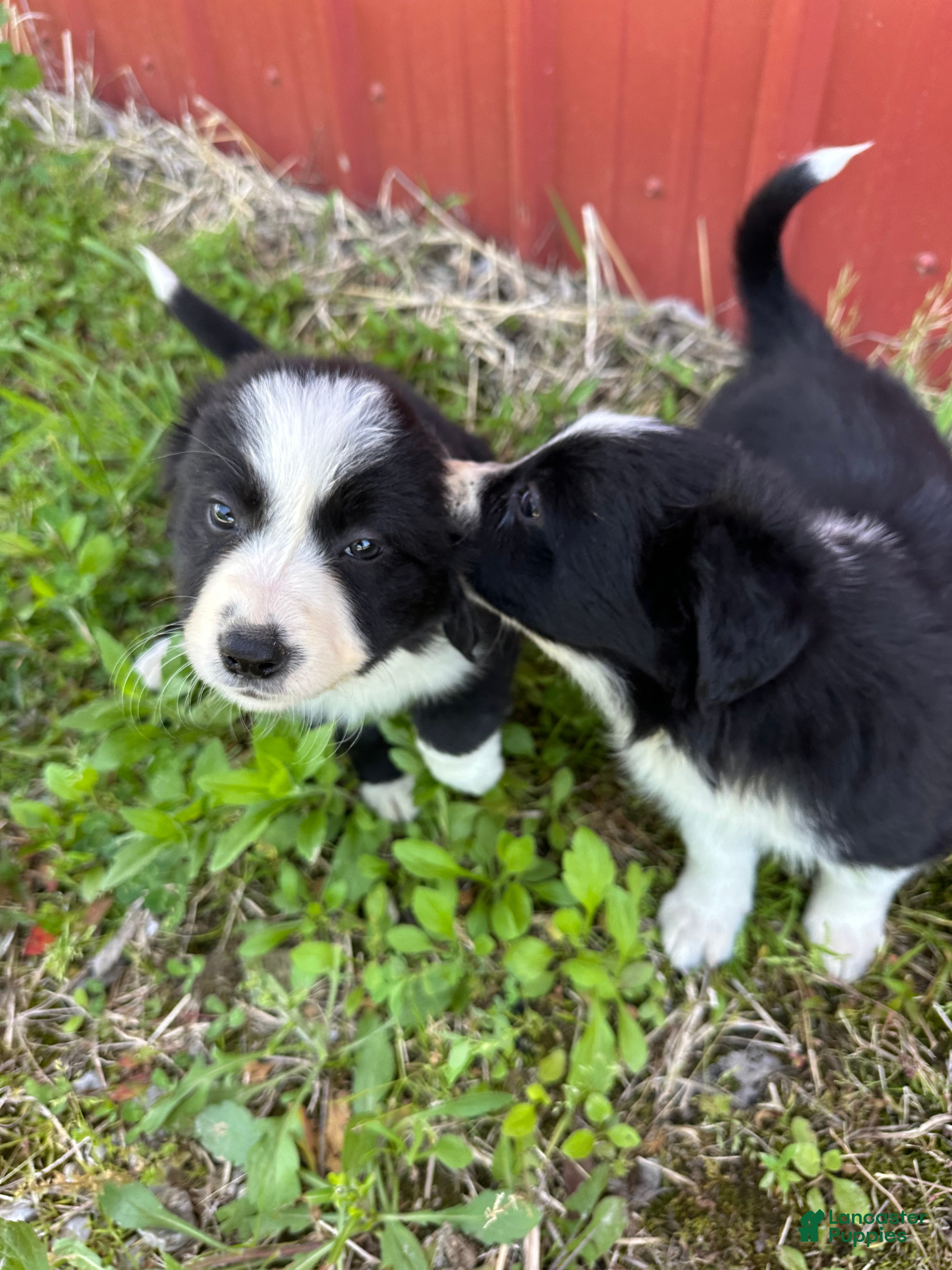 Border Collie dogs Border Collie Puppy 3 - Ad 4