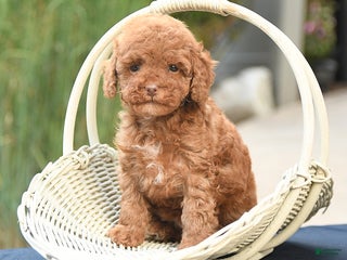 Toy Poodle dogs - Ad 25