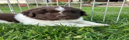 Newfoundland dogs for sale: Newfoundland 1 - Ad 5