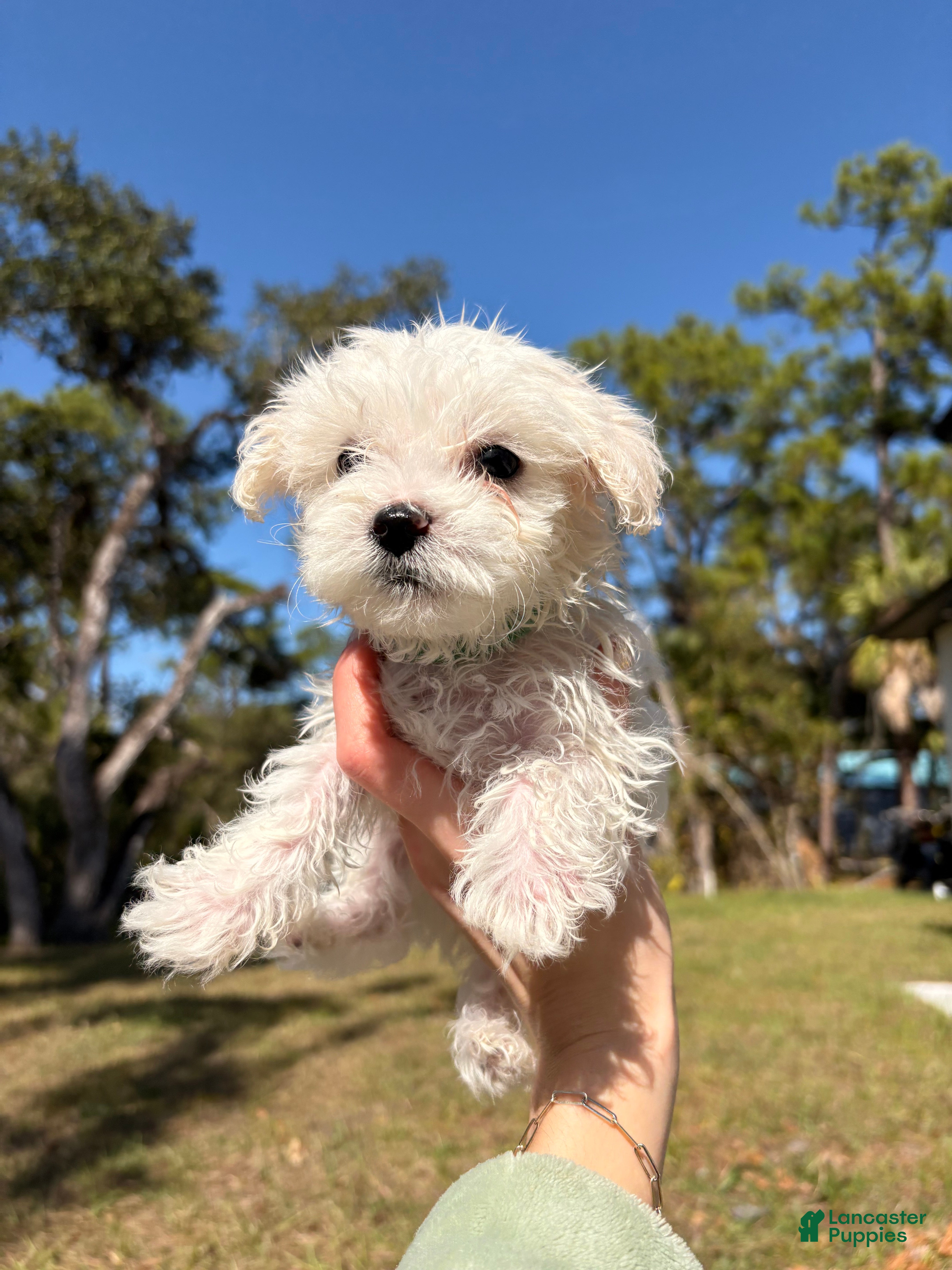 Maltipoo dogs Borris - Ad 1