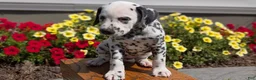 Dalmatian dogs for sale: Layla - Ad 2