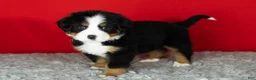 Bernese Mountain Dog dogs for sale: Hunter - Ad 1