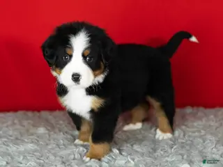 Bernese Mountain Dog dogs Hunter - Ad 40