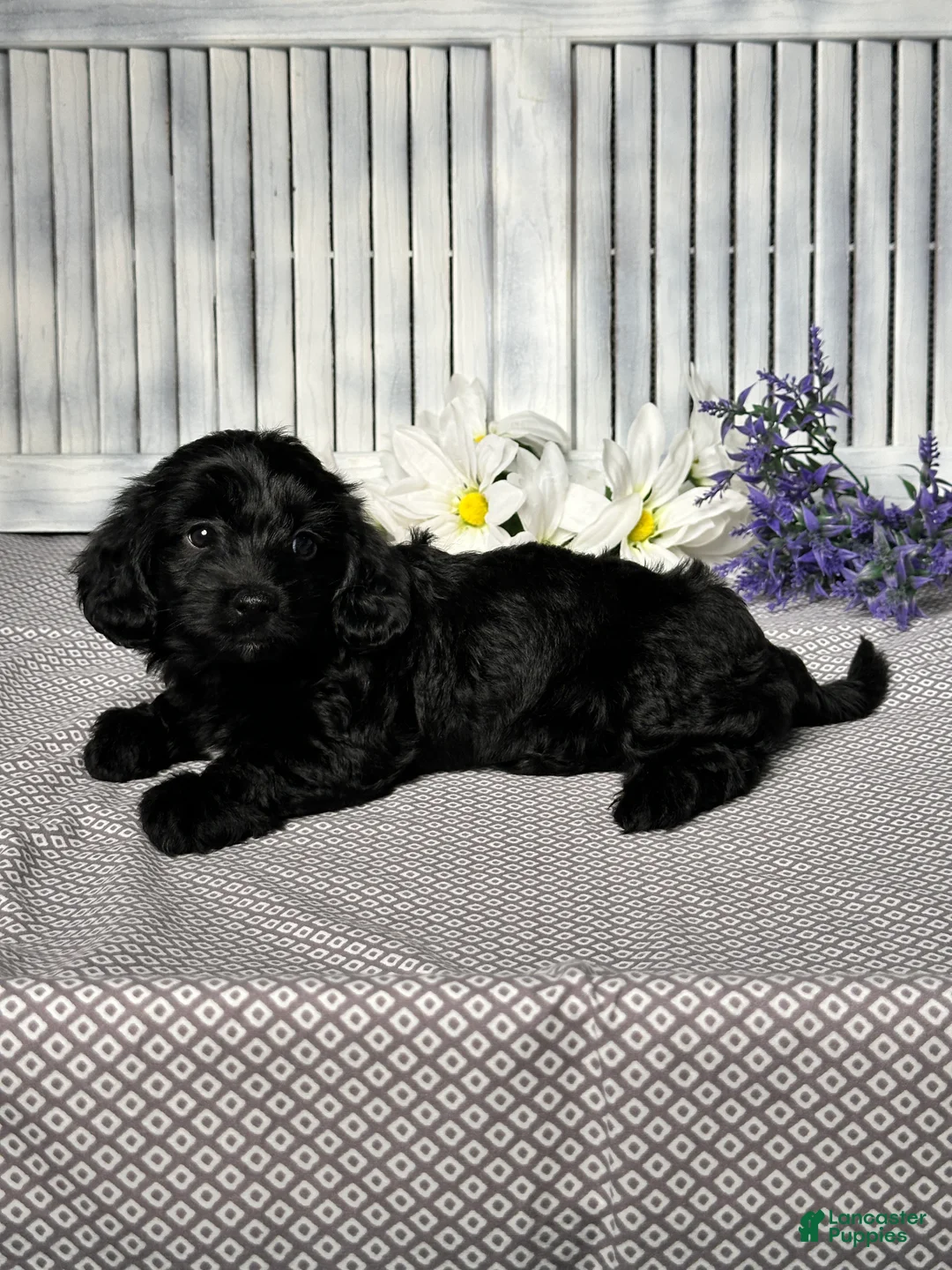 Mixed Breed dogs for sale: Annie - Ad 5